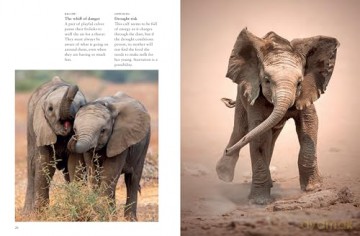 Elephants (Mini Animals) - Tom Jackson [KSIĄŻKA]