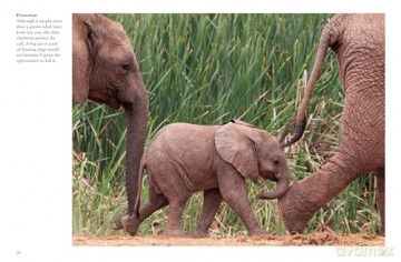 Elephants (Mini Animals) - Tom Jackson [KSIĄŻKA]
