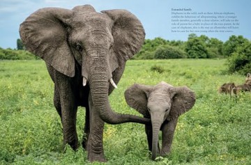 Elephants (Mini Animals) - Tom Jackson [KSIĄŻKA]