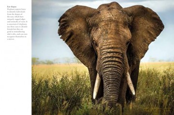 Elephants (Mini Animals) - Tom Jackson [KSIĄŻKA]