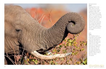 Elephants (Mini Animals) - Tom Jackson [KSIĄŻKA]