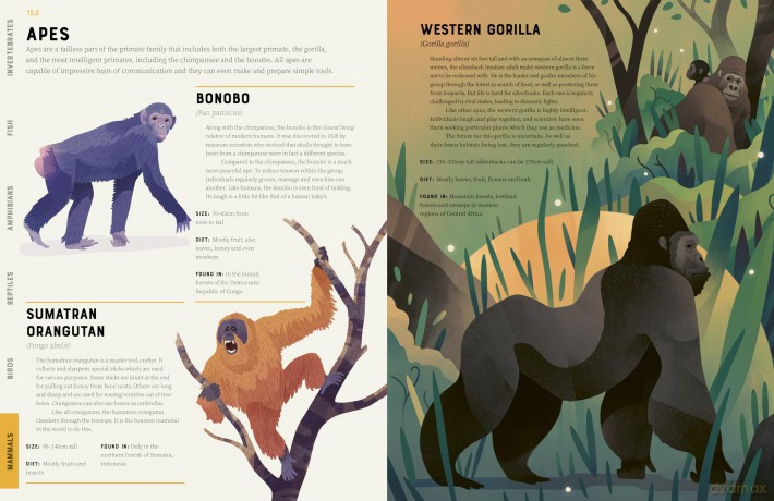 Encyclopedia of Animals: Contains over 275 species! - Jules Howard [KSIĄŻKA]