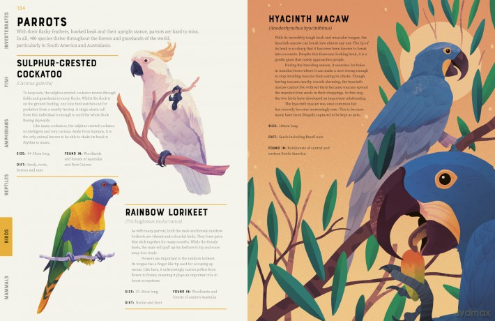 Encyclopedia of Animals: Contains over 275 species! - Jules Howard [KSIĄŻKA]