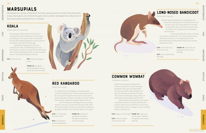 Encyclopedia of Animals: Contains over 275 species! - Jules Howard [KSIĄŻKA]