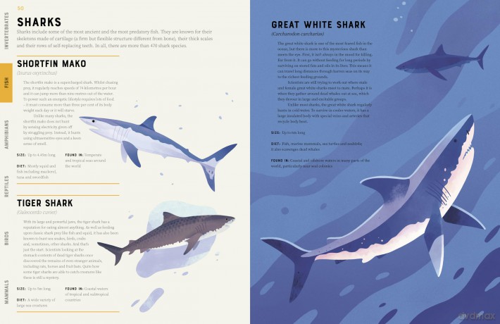 Encyclopedia of Animals: Contains over 275 species! - Jules Howard [KSIĄŻKA]