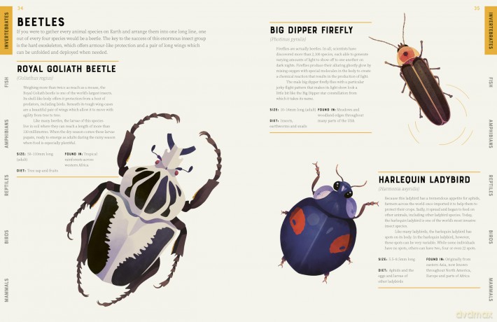 Encyclopedia of Animals: Contains over 275 species! - Jules Howard [KSIĄŻKA]