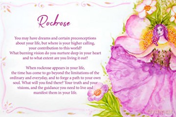 Essential Oils Oracle Cards: Wisdom and Guidance from 40 Healing Plants - Dennis Moeck [KSIĄŻKA]
