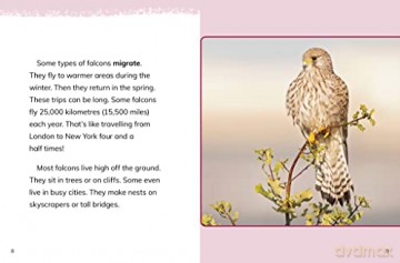 Falcons (Animals) - Jaclyn Jaycox [KSIĄŻKA]