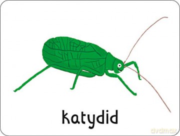 Flashcards: Bugs! 27 double-sided cards suitable for 3 year olds (Lots to Spot Flashcards) [KSIĄŻKA]