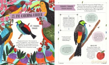 Fly: A Child's Guide to Birds (In Our Nature) - David Lindo [KSIĄŻKA]