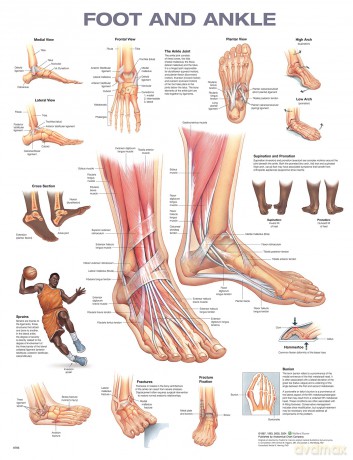 Foot and Ankle Anatomical Chart [KSIĄŻKA]