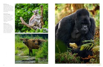 Forest Animals - Julianna Photopoulos [KSIĄŻKA]