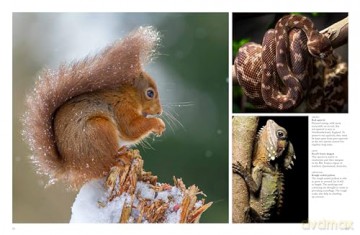 Forest Animals - Julianna Photopoulos [KSIĄŻKA]