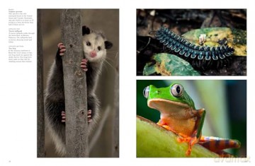 Forest Animals - Julianna Photopoulos [KSIĄŻKA]