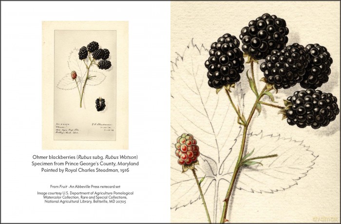 Fruit (An Abbeville Notecard Set): Selections from the USDA Pomological Watercolor Collection (Detailed Notes) - Abbeville Press [KALENDARZ]