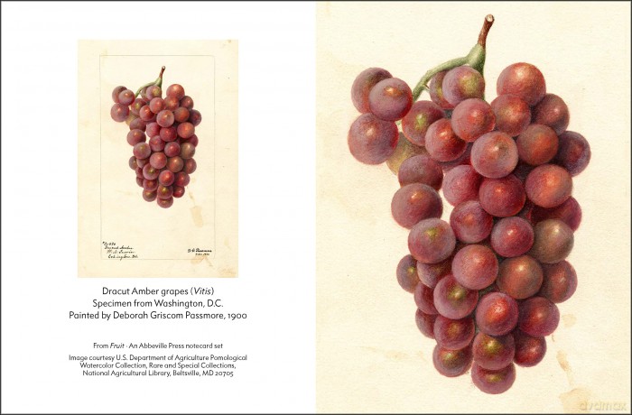 Fruit (An Abbeville Notecard Set): Selections from the USDA Pomological Watercolor Collection (Detailed Notes) - Abbeville Press [KALENDARZ]