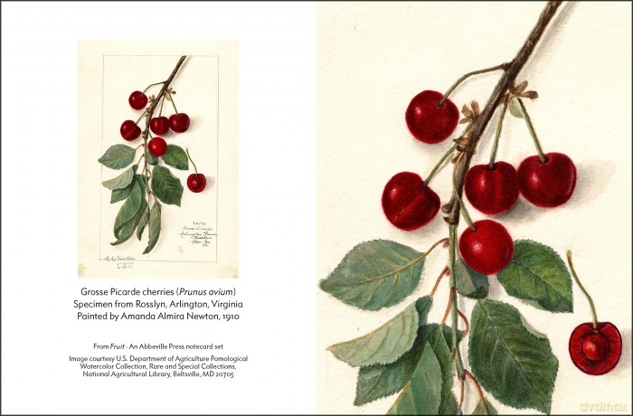Fruit (An Abbeville Notecard Set): Selections from the USDA Pomological Watercolor Collection (Detailed Notes) - Abbeville Press [KALENDARZ]