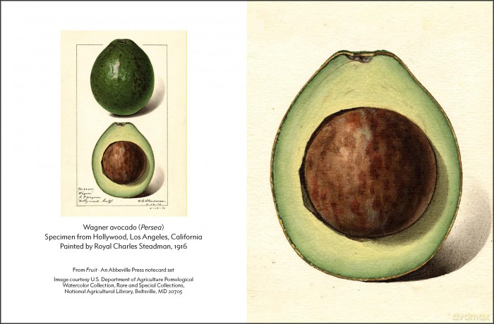 Fruit (An Abbeville Notecard Set): Selections from the USDA Pomological Watercolor Collection (Detailed Notes) - Abbeville Press [KALENDARZ]
