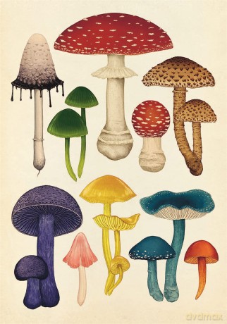 Fungarium Postcards - Katie Scott [KSIĄŻKA]