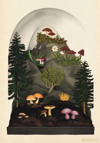 Fungarium Postcards - Katie Scott [KSIĄŻKA]