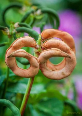 Garden Fresh, 100 Postcards: A Medley of Vegetables and Fruit from Award-Winning Photographer Rob Cardillo - Rob Cardillo [KSIĄŻKA]