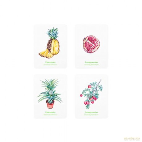 Gardener's Match: A Fruit and Vegetable Memory Game - Abigail Willis [KSIĄŻKA]