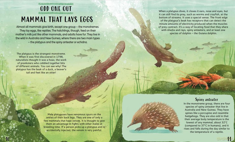 Get Your Animals in Order: Classifying the Animal World - Michael Bright [KSIĄŻKA]