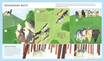 Gray Wolf (Young Zoologist): A First Field Guide to the Wild Dog from the Wilderness - Brenna Cassidy [KSIĄŻKA]