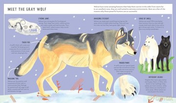 Gray Wolf (Young Zoologist): A First Field Guide to the Wild Dog from the Wilderness - Brenna Cassidy [KSIĄŻKA]