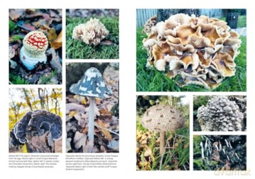 Growing Mushrooms at Home: The Complete Guide to Knowing, Growing and Loving Fungi - Elliot Webb [KSIĄŻKA]