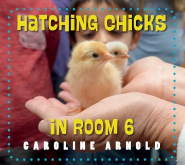 Hatching Chicks in Room 6 (Life Cycles in Room 6) - Caroline Arnold [KSIĄŻKA]