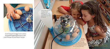Hatching Chicks in Room 6 (Life Cycles in Room 6) - Caroline Arnold [KSIĄŻKA]