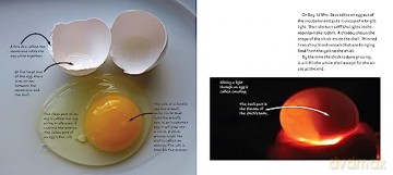 Hatching Chicks in Room 6 (Life Cycles in Room 6) - Caroline Arnold [KSIĄŻKA]