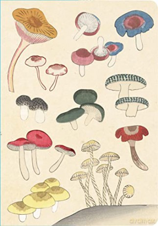 Healing Mushrooms Paperback Journal: Lined: Notebook with Pocket: Blank Notebook with Pocket - Tuttle Studio [KSIĄŻKA]
