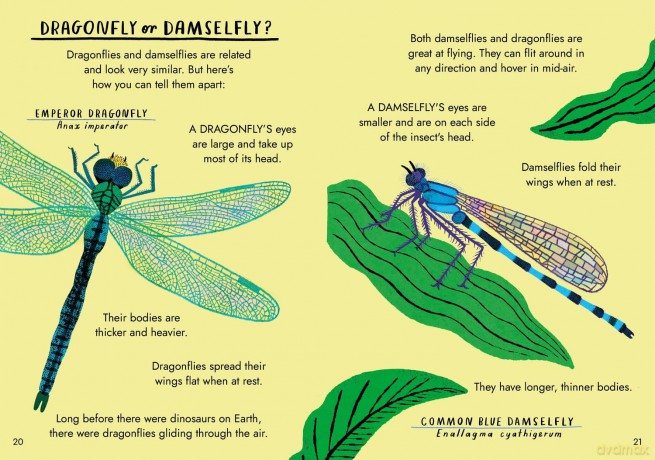 Hello Bugs: A Little Guide to Nature (Little Guides to Nature) - Nina Chakrabarti [KSIĄŻKA]