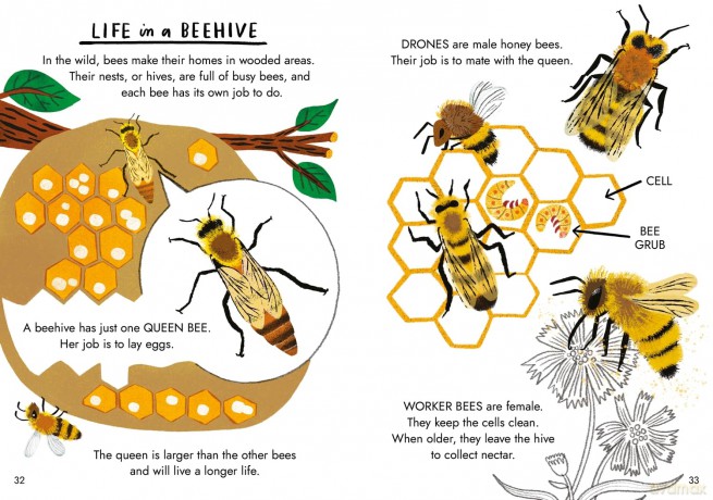 Hello Bugs: A Little Guide to Nature (Little Guides to Nature) - Nina Chakrabarti [KSIĄŻKA]