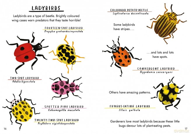 Hello Bugs: A Little Guide to Nature (Little Guides to Nature) - Nina Chakrabarti [KSIĄŻKA]