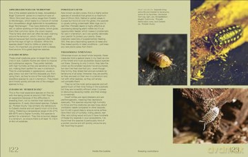 Hello Tiny World: An Enchanting Journey into the World of Creating Terrariums - Ben Newell [KSIĄŻKA]