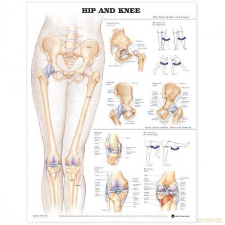 Hip and Knee [KSIĄŻKA]