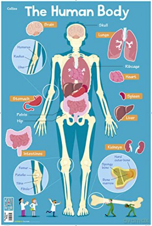 Human Body: 11 (Collins Children's Poster) [KSIĄŻKA]