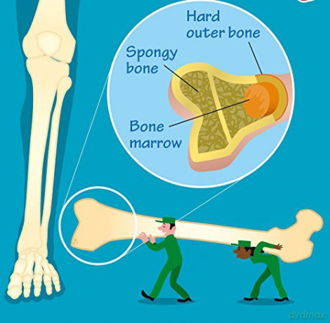 Human Body: 11 (Collins Children's Poster) [KSIĄŻKA]