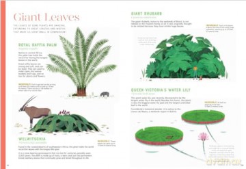 Incredible: Stars of the Plant World - Benjamin Flouw [KSIĄŻKA]