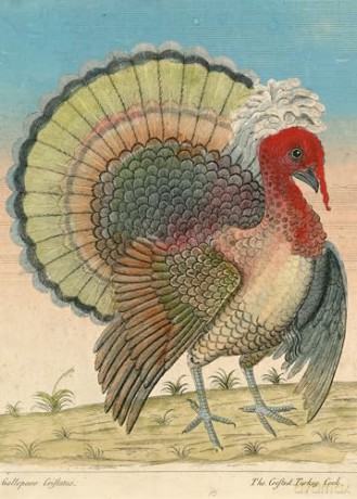 John Derian Paper Goods: Crested Turkey 1,000-Piece Puzzle: 1,000-pieces - John Derian [KSIĄŻKA]