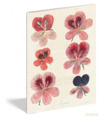 John Derian Paper Goods: In the Garden Notebooks - Derian [KALENDARZ]