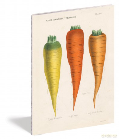 John Derian Paper Goods: Kitchen Delights Notebooks - Derian [KALENDARZ]
