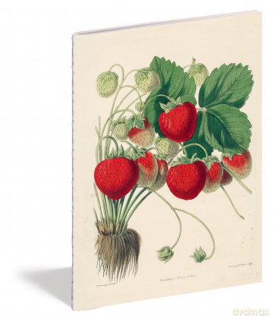 John Derian Paper Goods: Kitchen Delights Notebooks - Derian [KALENDARZ]