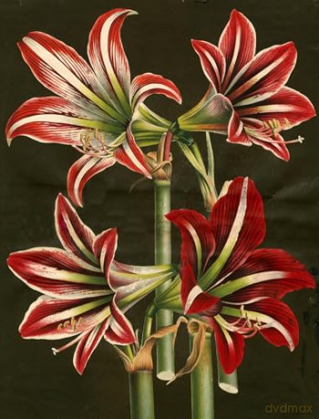 John Derian Paper Goods: Wrapping Paper & Gift Tags: Wrapping Paper & Gift Tags - Derian [KALENDARZ]