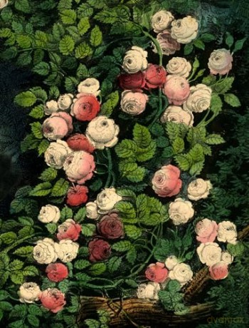 John Derian Paper Goods: Wrapping Paper & Gift Tags: Wrapping Paper & Gift Tags - Derian [KALENDARZ]