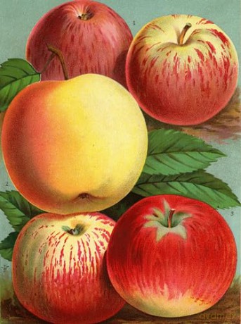 John Derian Paper Goods: Wrapping Paper & Gift Tags: Wrapping Paper & Gift Tags - Derian [KALENDARZ]