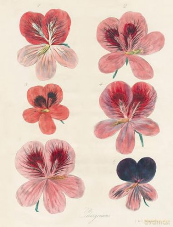 John Derian Paper Goods: Wrapping Paper & Gift Tags: Wrapping Paper & Gift Tags - Derian [KALENDARZ]